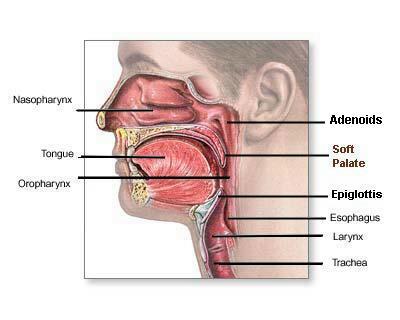 http://www.doctorspiller.com/images/OralAnatomy/Oropharynx2.jpg